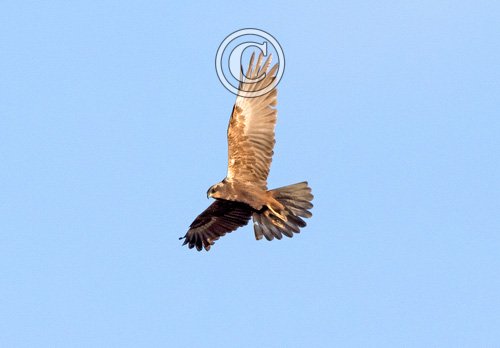   Marsh Harrier in Flight DM1874